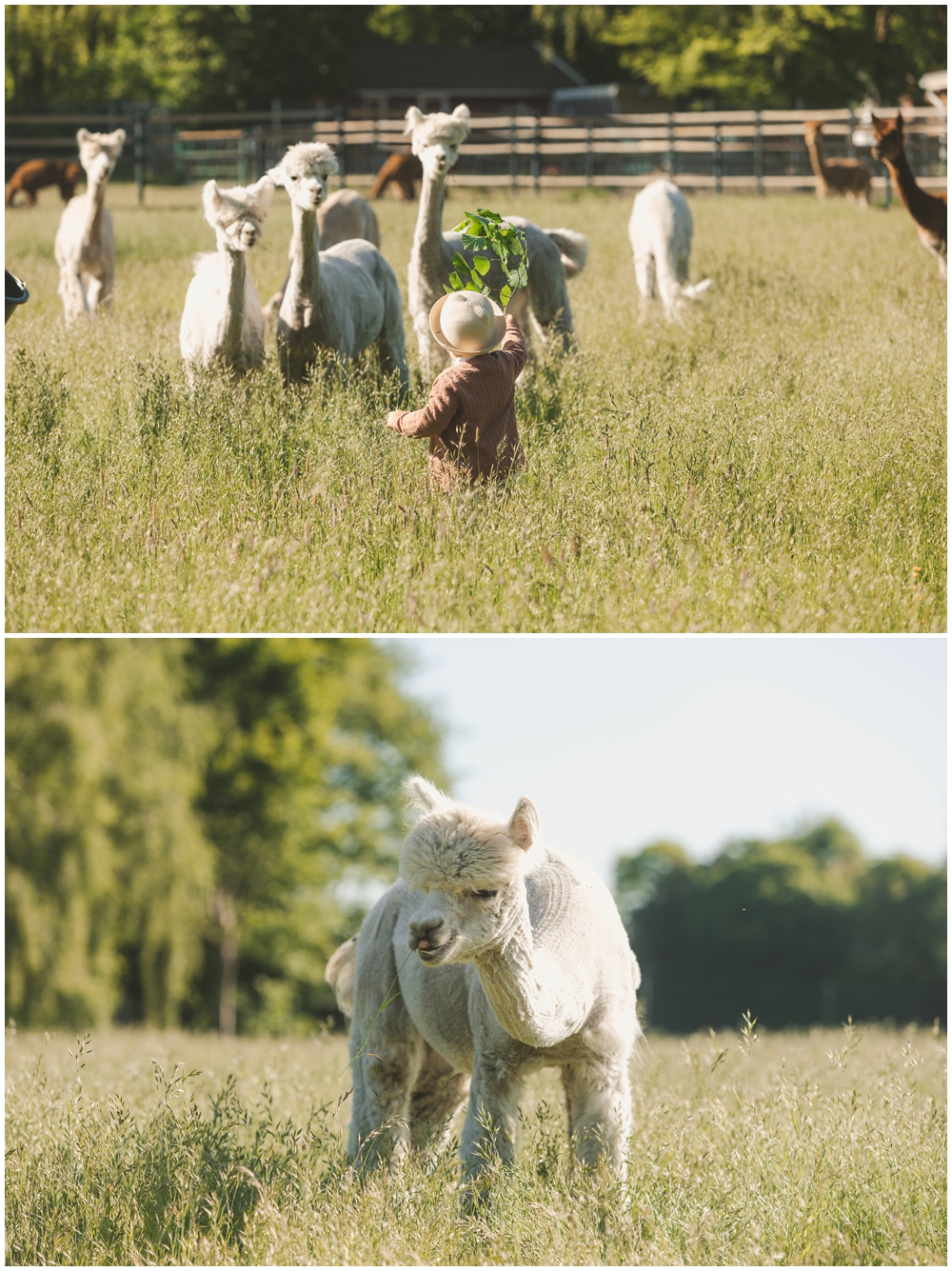 Britta-Passmann-Fotografie-Dortmund-Fotoshooting_mit_Alpakas_Borken-Alpakafarm-Familienfotos-Kinderfotos-Fotoshooting