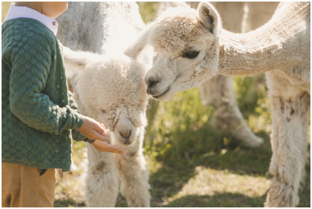 Britta-Passmann-Fotografie-Dortmund-Fotoshooting_mit_Alpakas_Borken-Alpakafarm-Familienfotos-Kinderfotos-Fotoshooting