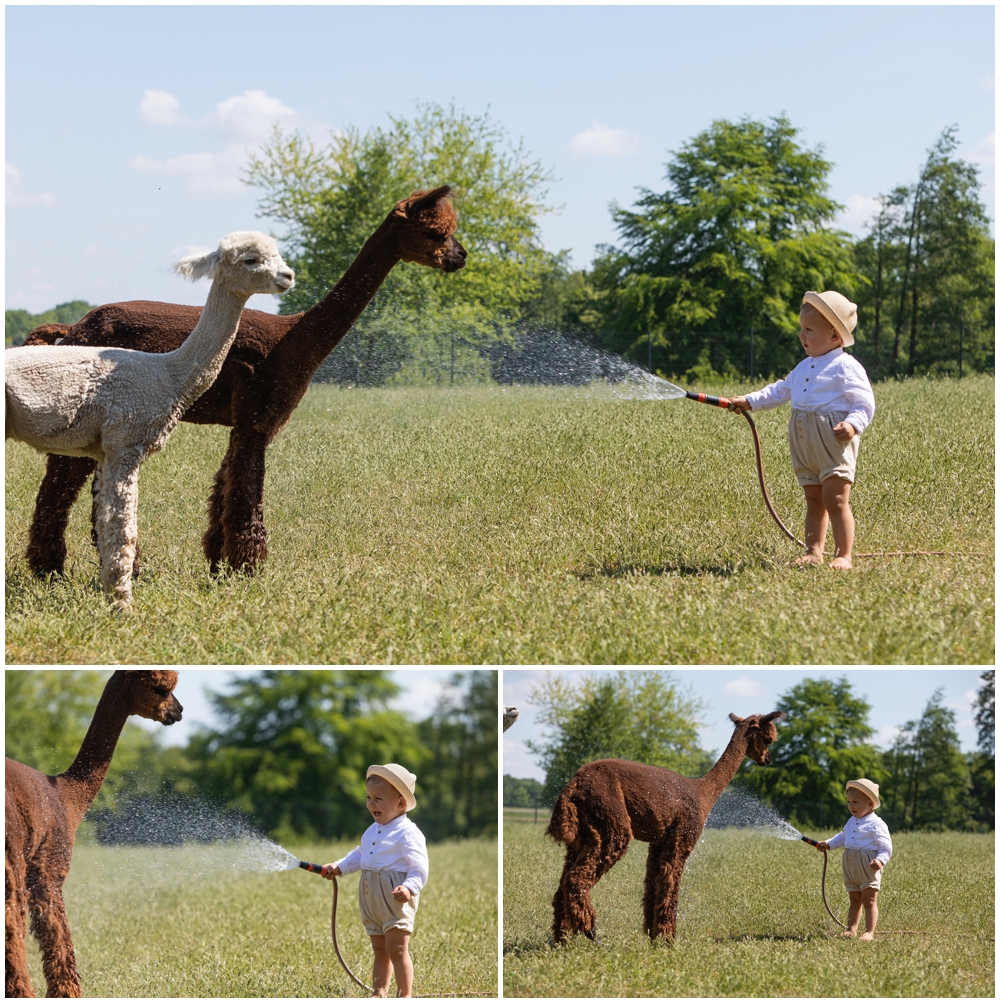 Britta-Passmann-Fotografie-Dortmund-Fotoshooting_mit_Alpakas_Borken-Alpakafarm-Familienfotos-Kinderfotos-Fotoshooting