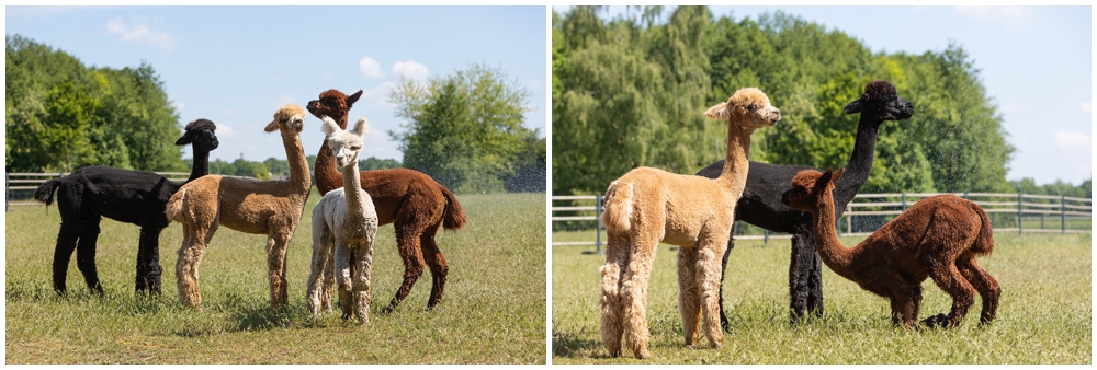 Britta-Passmann-Fotografie-Dortmund-Fotoshooting_mit_Alpakas_Borken-Alpakafarm-Familienfotos-Kinderfotos-Fotoshooting