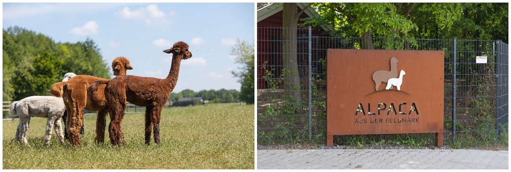 Britta-Passmann-Fotografie-Dortmund-Fotoshooting_mit_Alpakas_Borken-Alpakafarm-Familienfotos-Kinderfotos-Fotoshooting