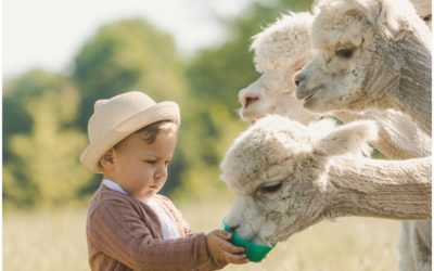 Fotoshooting mit Alpakas in Borken | Kinderfotos und Familienfotos